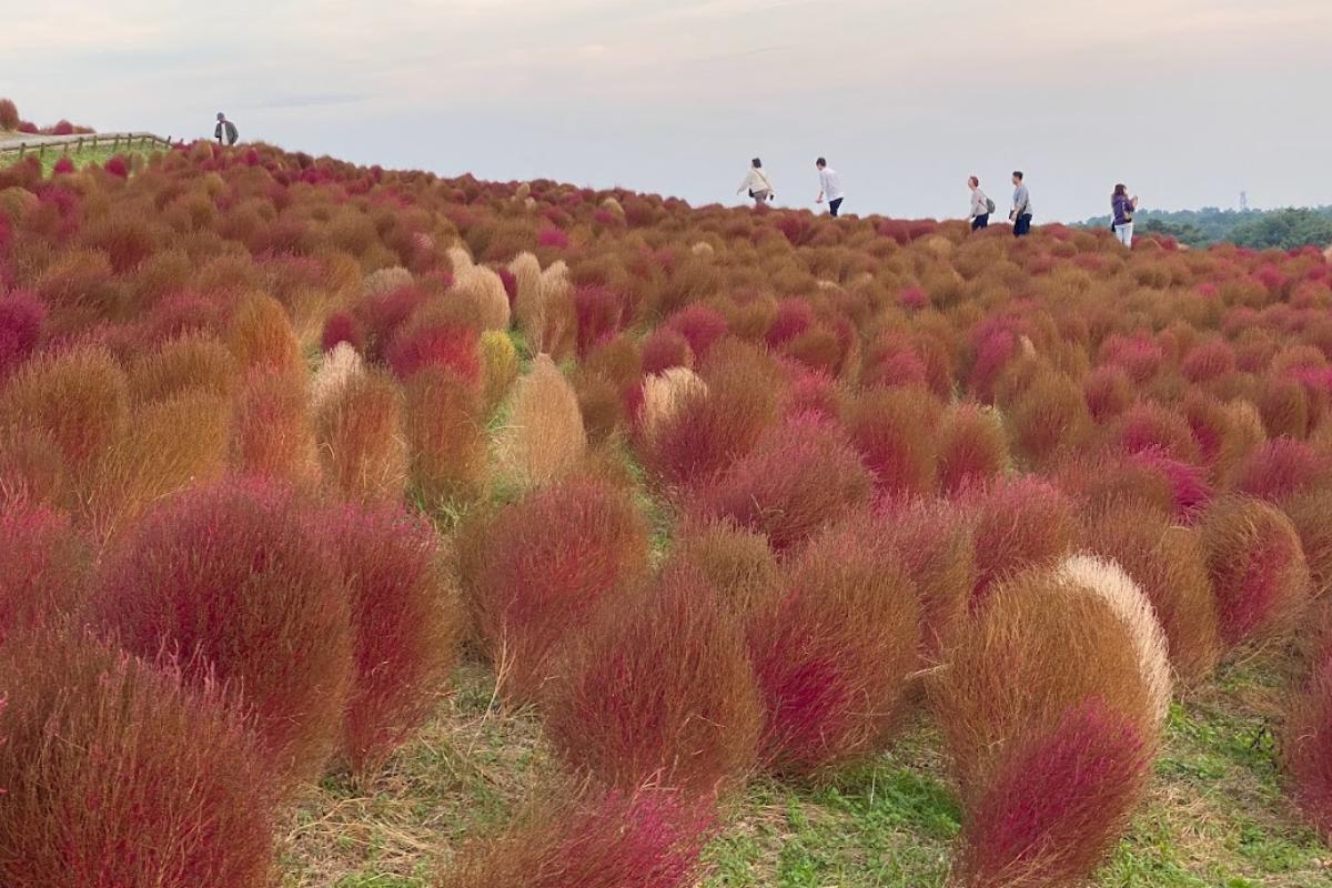 Summer cypress (main attraction in autumn)